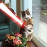 Star Wars Kitties!